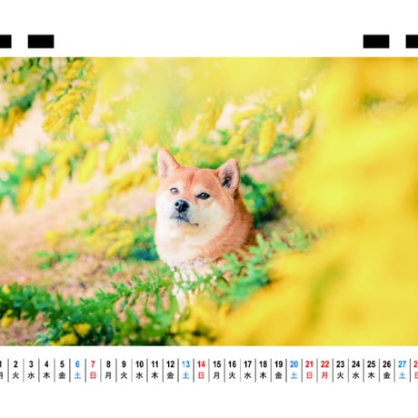 【予約販売】 柴犬むぎ 2027年 卓上 カレンダー TC27013