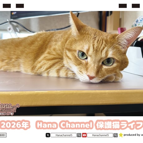 【予約販売】 Hana Channel 保護猫ライフ 2026年 卓上 カレンダー TC26301