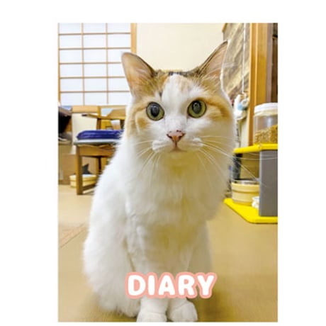 【予約販売】 猫のにゃんたま 2025年 日記帳 DR25024