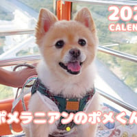 【予約販売】 ポメラニアンのポメくん 犬 2026年 壁掛け カレンダー KA26344