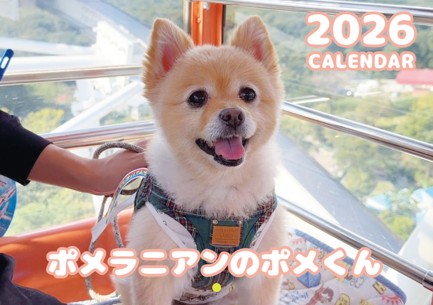 予約販売】 ポメラニアンのポメくん 犬 2026年 壁掛け カレンダー