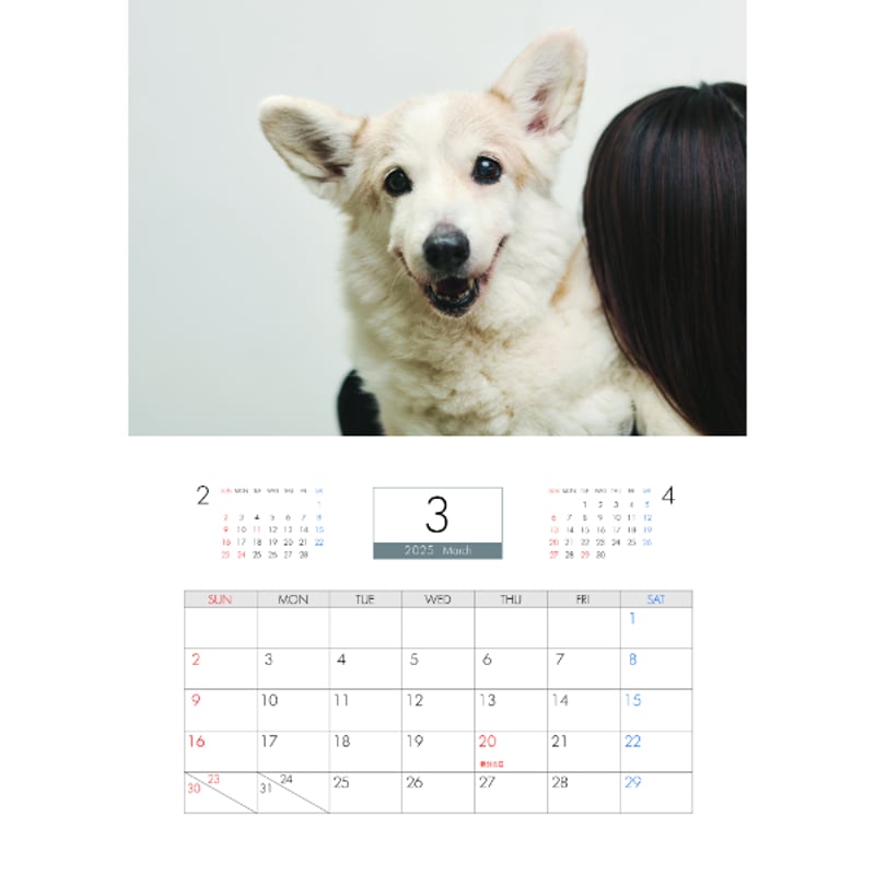 予約販売】 コーギー犬 ノエル 2025年 壁掛け カレンダー 予約販売】 コーギー犬 ノエル 2025年 壁掛け カレンダー