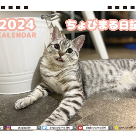 【予約販売】 猫のちょびまる日記 2024年 卓上 カレンダー TC24193