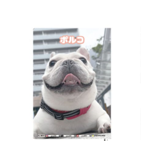 【予約販売】 フレンチブルドッグ犬のポルコ 2025年 A5ノート帳 No25213