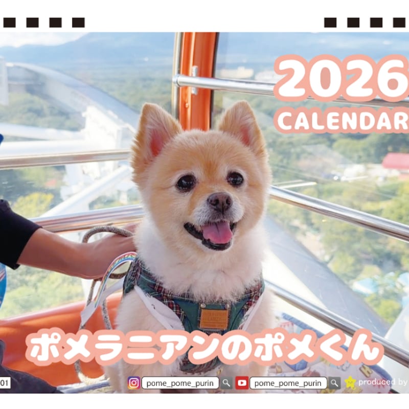 予約販売】 ポメラニアンのポメくん 犬 2026年 卓上全面 カレンダー