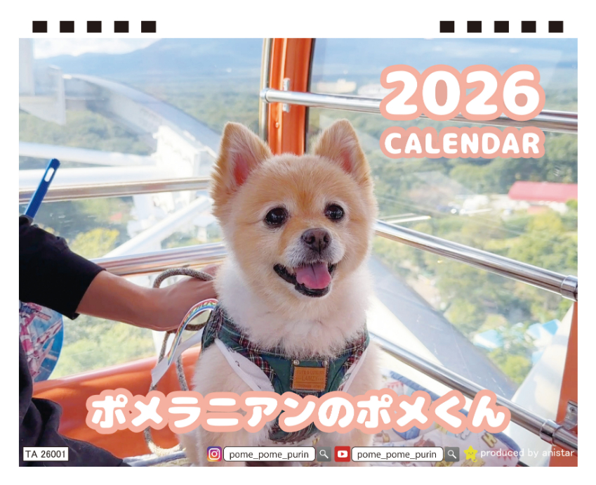 予約販売】 ポメラニアンのポメくん 犬 2026年 卓上全面 カレンダー