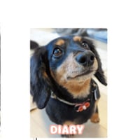 【予約販売】 ミニチュアダックス犬 まんぷくのオケッツ 2025年 日記帳 DR25300