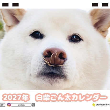 【予約販売】 白柴ごん太 柴犬 2027年 卓上 カレンダー TC27007