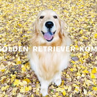 【予約販売】 ゴールデンレトリバー犬のコメ 2024年 壁掛け カレンダー KK24265
