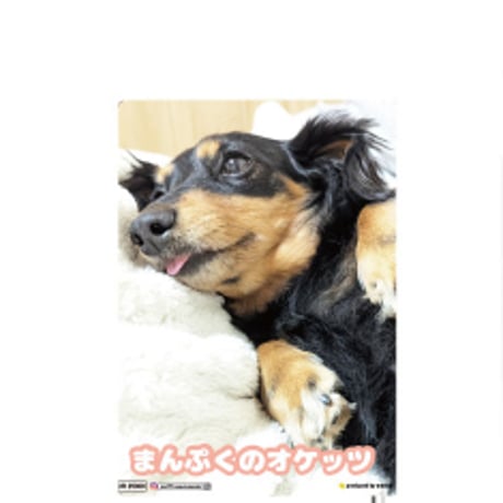 【予約販売】 ミニチュアダックス犬 まんぷくのオケッツ 2025年 日記帳 DR25300