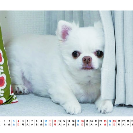 【予約販売】 犬のあくまでチワワチャンネル 2024年 卓上 カレンダー TC24273