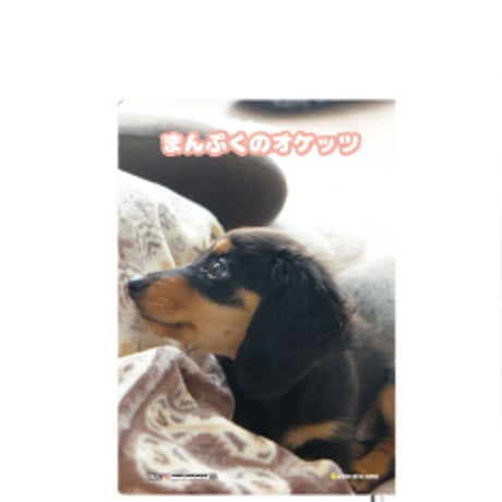 【予約販売】 ミニチュアダックス犬 まんぷくのオケッツ 2025年 家計簿帳 CA25299
