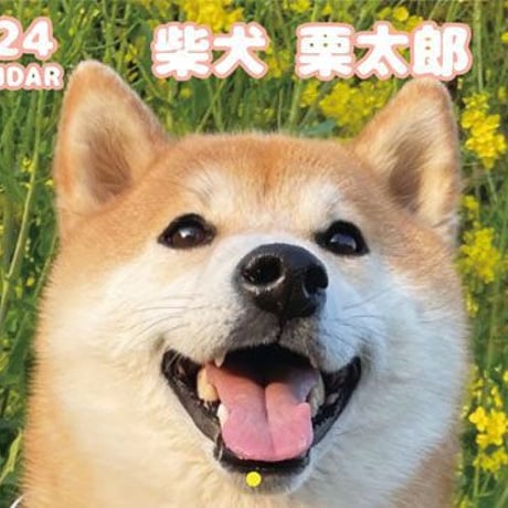 【予約販売】 柴犬の栗太郎 2024年 壁掛け カレンダー KK24304