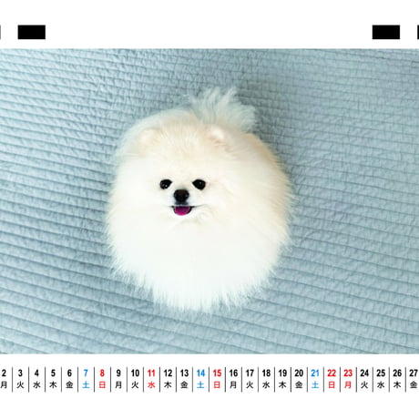【予約販売】 ポテチ 犬 猫のレモンと犬のポテチちゃんねる 2026年 卓上 カレンダー TC26307