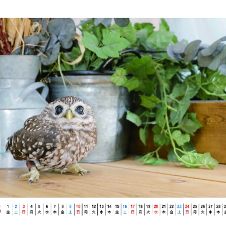 【予約販売】 鳥のフクロウ トゥルちゃん 2024年 卓上 カレンダー TC24142