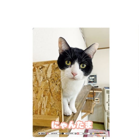 【予約販売】 猫のにゃんたま 2025年 A5ノート帳 No25022