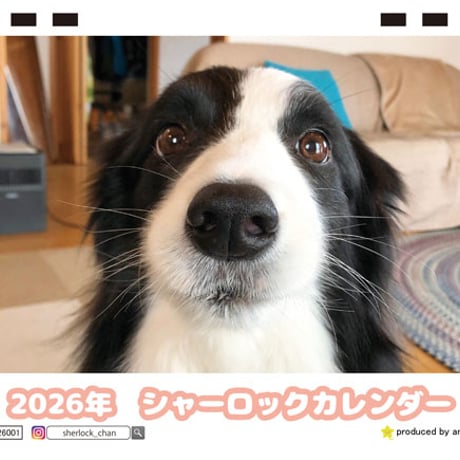 【予約販売】 シャーロック ボーダーコリー 犬 2026年 卓上全面 カレンダー TC26029