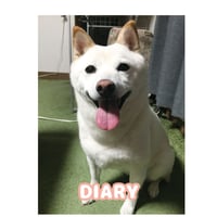 【予約販売】 白柴 小梅 犬 日記帳 DR007NN