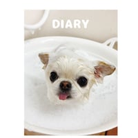 【予約販売】 チワワのUNI＆EBI 犬 日記帳 DR003NN
