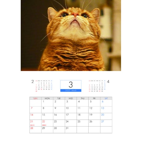 【予約販売】 茶太郎きなこ 猫 2027年 壁掛け カレンダー KK27001
