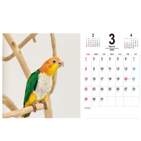 【予約販売】 2羽と暮らすあんずちゃんねる インコ 2026年 卓上 カレンダー TC26342