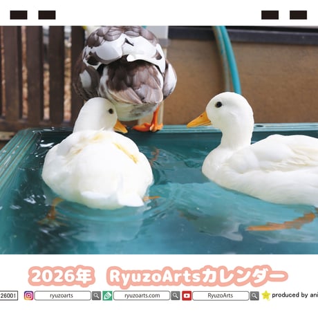 【予約販売】 Ryuzo Arts アヒル 2026年 卓上カレンダー TC26100