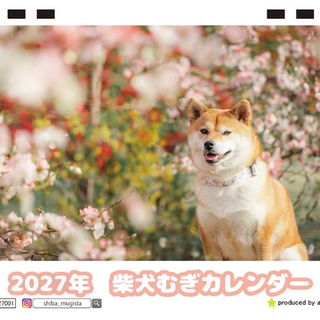 【予約販売】 柴犬むぎ 2027年 卓上 カレンダー TC27013
