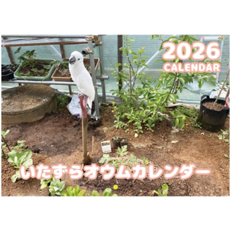 【予約販売】 いたずらオウム 鳥 2026年 壁掛け カレンダー KA26288