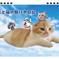 【予約販売】 犬と猫の親バカ日記 2026年 卓上カレンダー TA26209