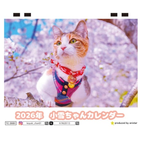 【予約販売】 小雪ちゃん 猫 2026年 卓上半面 カレンダー TC26016