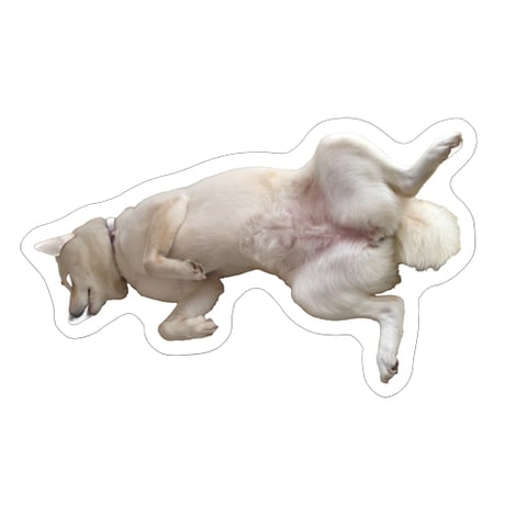 【予約販売】 白柴 小梅 犬 ステッカー 3枚セット SU014NN