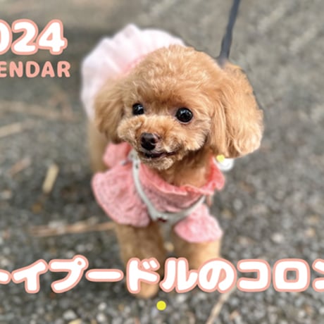 【予約販売】 トイプードル犬のコロン 2024年 壁掛け カレンダー KK24008
