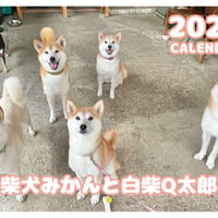 【予約販売】 柴犬みかん園ファミリー 2026年 壁掛け カレンダー KA26326