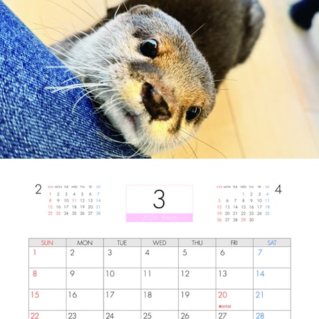 【予約販売】 カワウソ さくら 2026年 壁掛けカレンダー KA26250