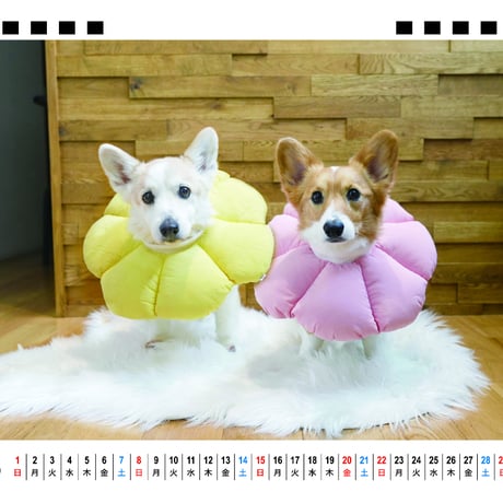 【予約販売】 ノエル&モナ コーギー 犬 2026年 卓上全面 カレンダー TA26334