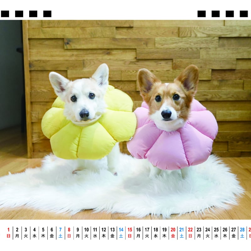 予約販売】 ノエル&モナ コーギー 犬 2026年 卓上全面 カレンダー