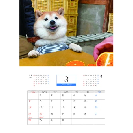 【予約販売】 柴犬 小雨 2027年 壁掛け カレンダー KK27014
