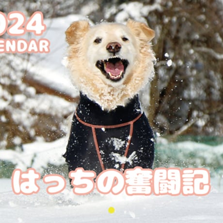 【予約販売】 ゴールデンレトリバー犬 はっちの奮闘記 2024年 壁掛け カレンダー KK24077