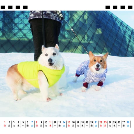 【予約販売】 ノエル&モナ コーギー 犬 2026年 卓上全面 カレンダー TA26334