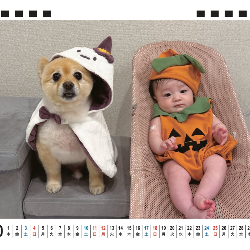 予約販売】 ポメラニアンのポメくん 犬 2026年 卓上全面 カレンダー