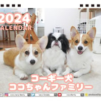 【予約販売】 コーギー犬 ココちゃんファミリー 2024年 卓上 カレンダー TC24055