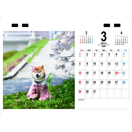 【予約販売】 豆柴アンコ 犬 2026年 卓上カレンダー TC26274