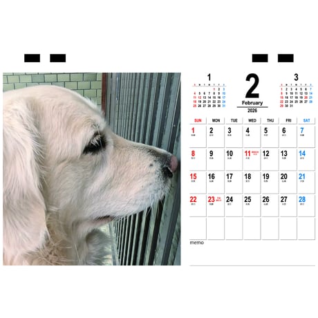 【予約販売】 ゴールデンレトリバー メイ 犬 2026年 卓上半面 カレンダー TC26080