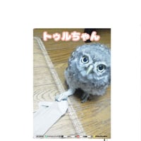 【予約販売】 ふくろうのトゥルちゃん 2026年 A5スケジュール帳 A526109