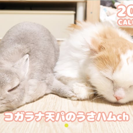 【予約販売】 うさぎのコガラナ天パのうさハムch 2026年 壁掛けカレンダー KA26190