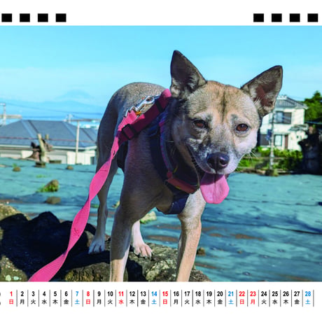 【予約販売】 元保護犬の竜之助とアッチャン 2026年 卓上 カレンダー TC26296