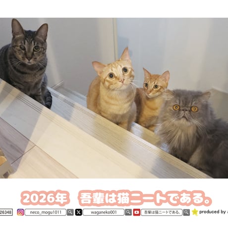 【予約販売】 吾輩は猫ニートである。 2026年 卓上 カレンダー TC26348