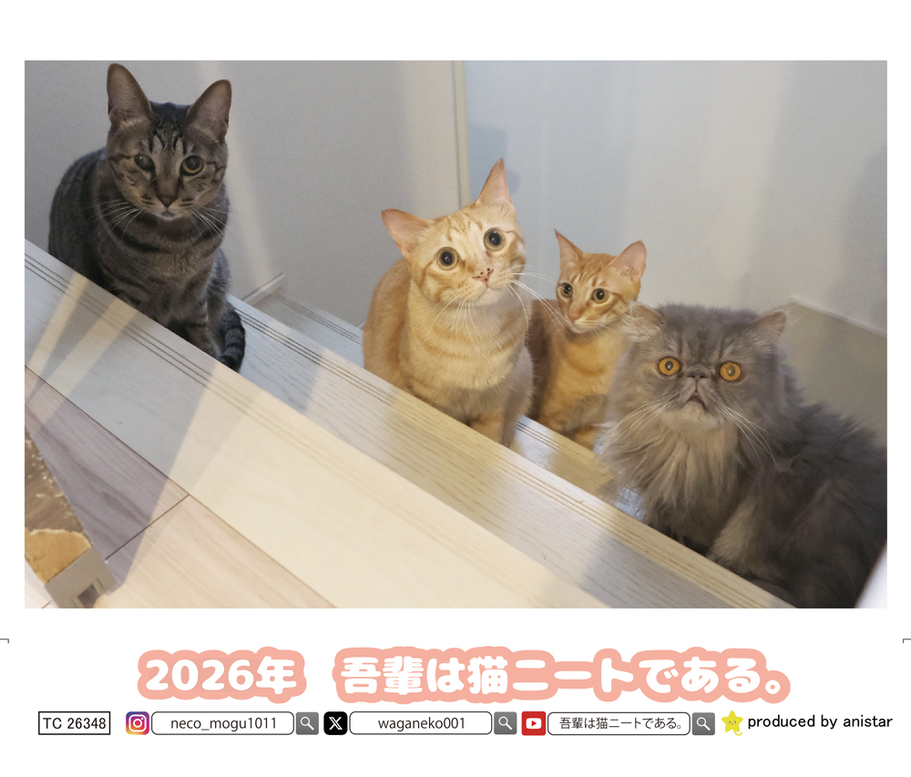 予約販売】 吾輩は猫ニートである。 2026年 卓上 カレンダー TC26348