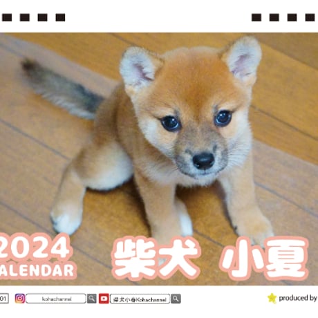 【予約販売】 柴犬 小夏 2024年 卓上 カレンダー TC24106