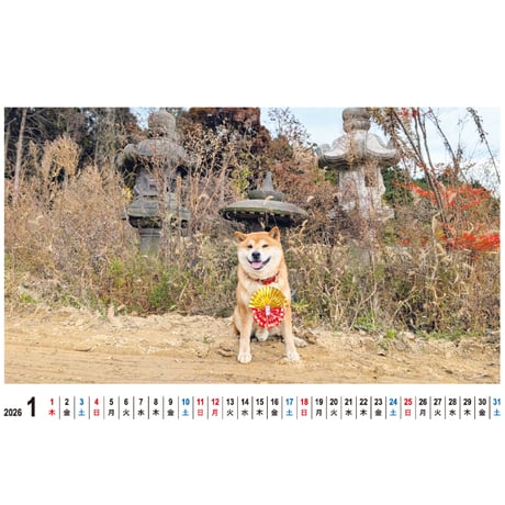 【予約販売】 柴犬さん 2026年 卓上全面 カレンダー TC26001